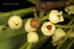 Myristica malabarica